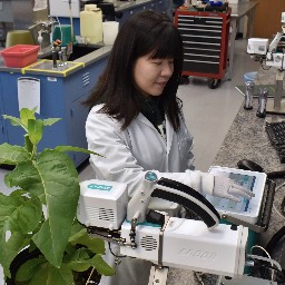 Yuan Xu, postdoctoral researcher in the Sharkey lab, uses a LICOR to measure the rate of photosynthesis in a plant.