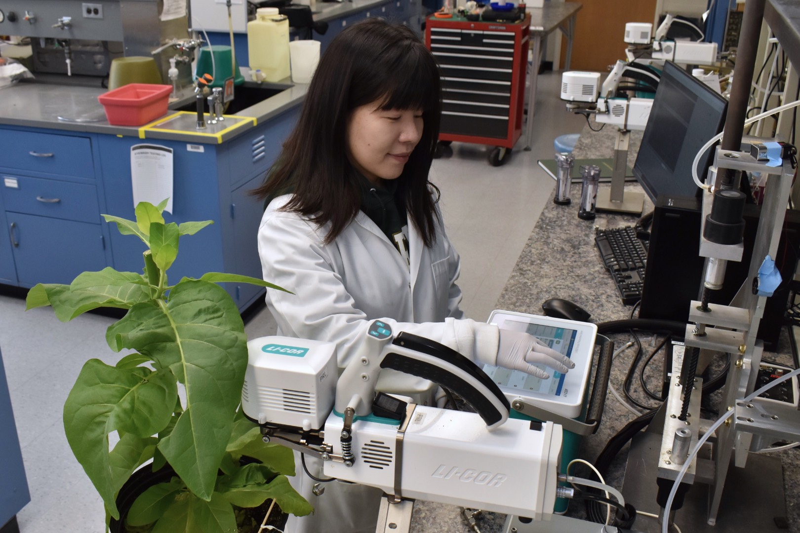 Yuan Xu, postdoctoral researcher in the Sharkey lab, uses a LICOR to measure the rate of photosynthesis in a plant.