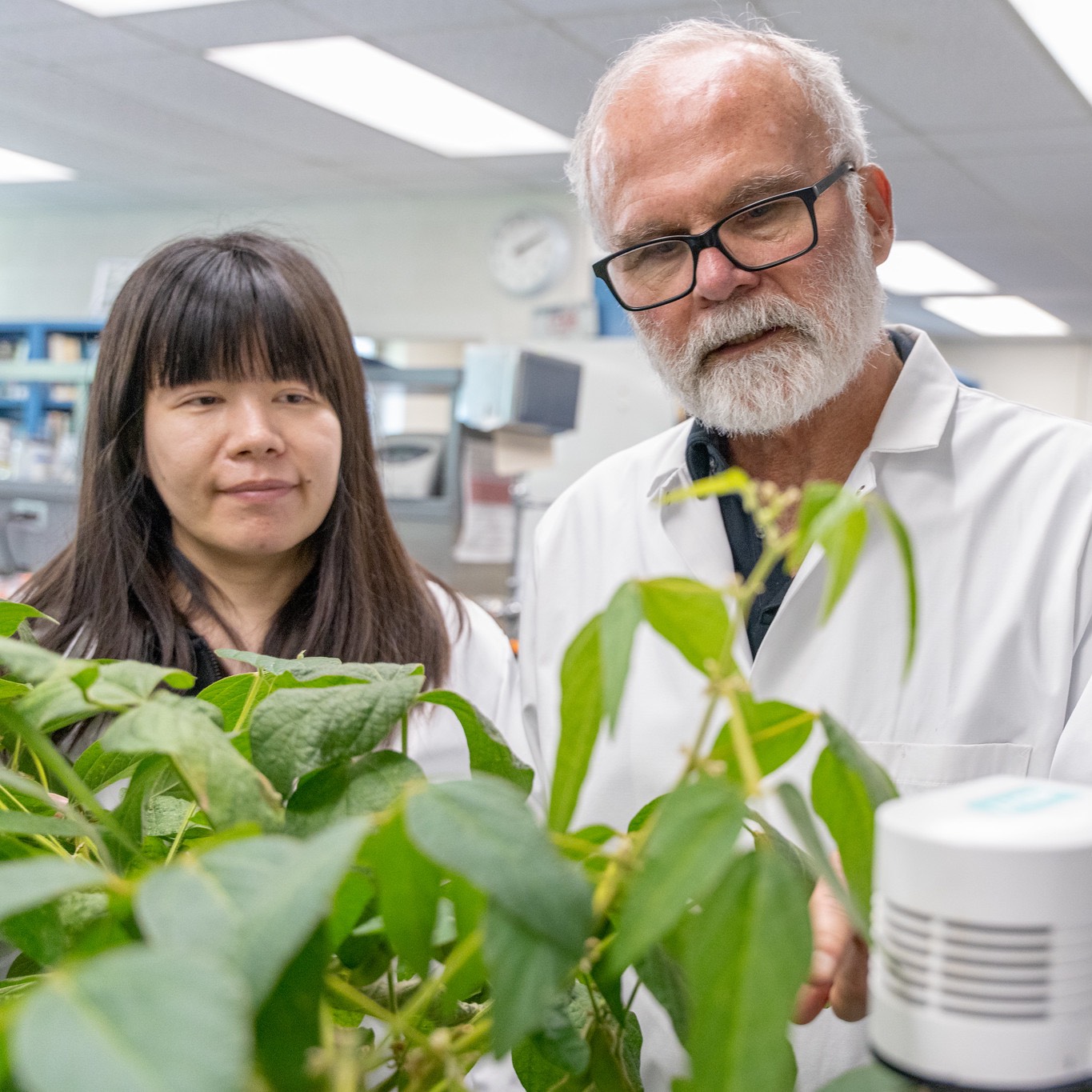 Tom Sharkey measures the rate of photosynthesis and isoprene being released by a soybean plant.