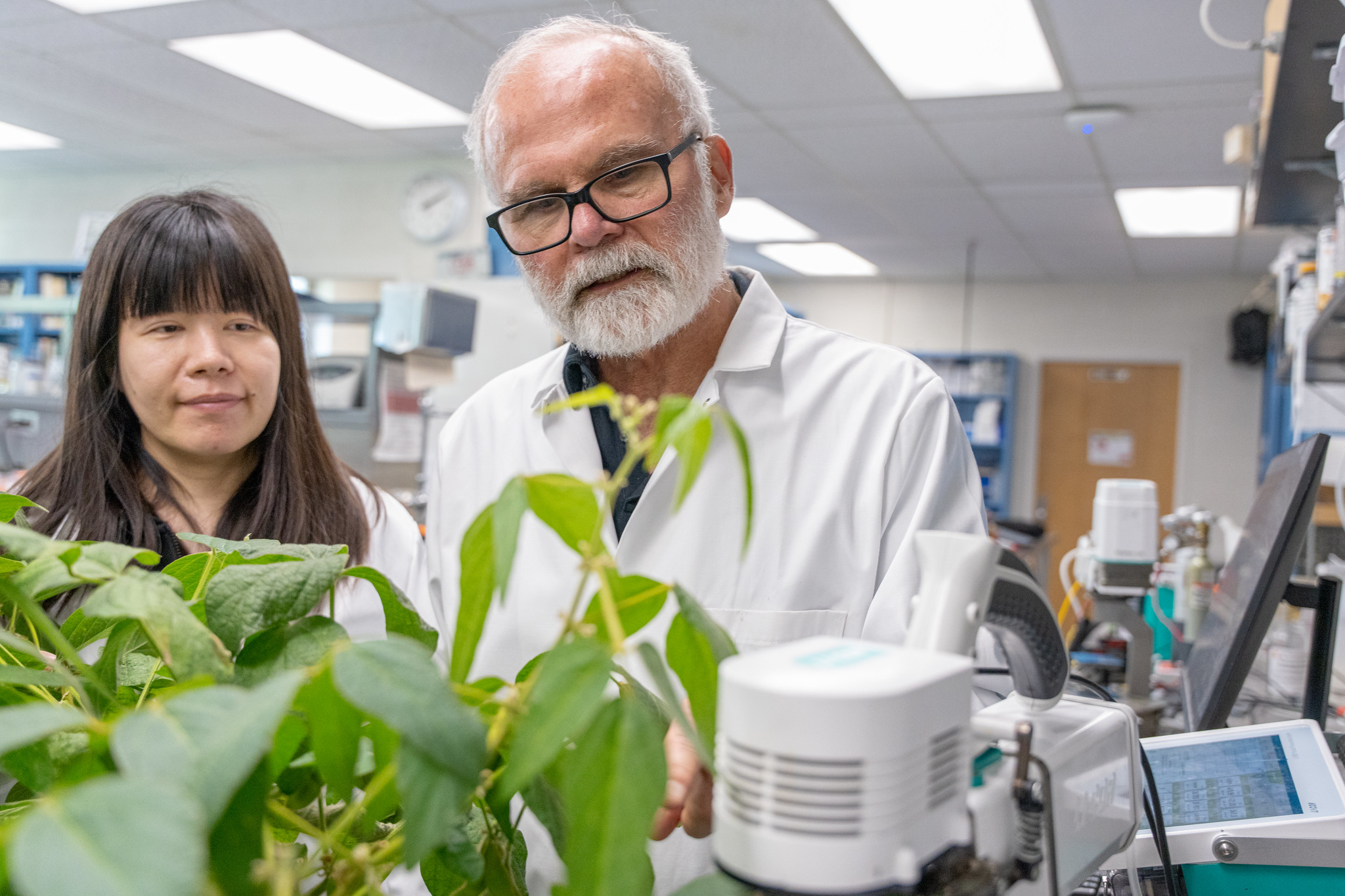 Tom Sharkey measures the rate of photosynthesis and isoprene being released by a soybean plant.