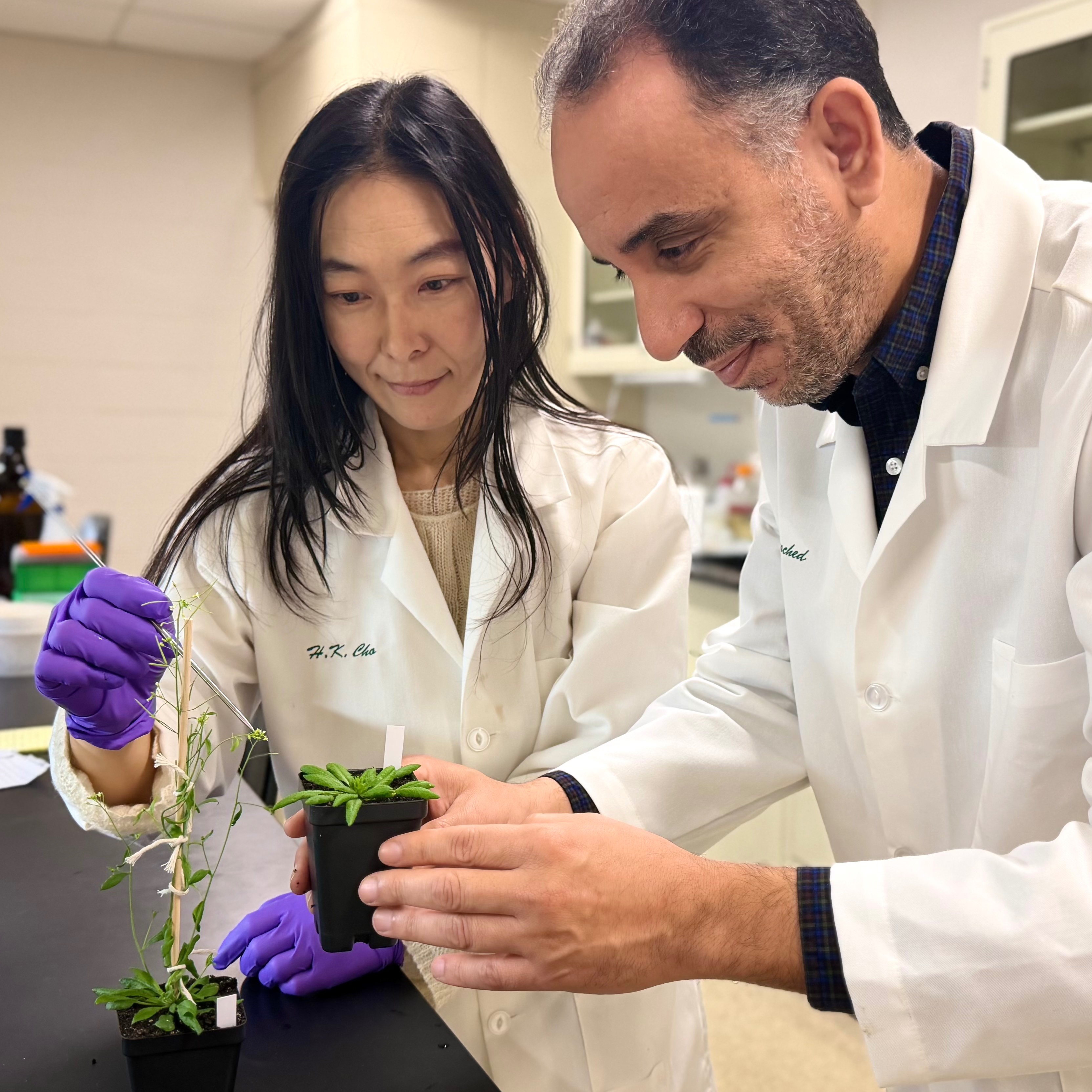 Drs. Cho and Rouached examine Arabidopsis plants of comparable age but different developmental stages.