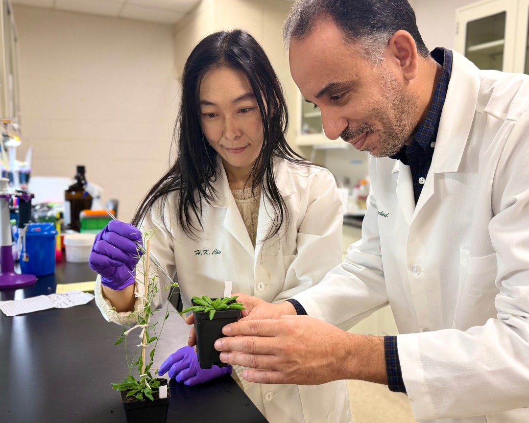 Drs. Cho and Rouached examine Arabidopsis plants of different developmental stages in the lab.
