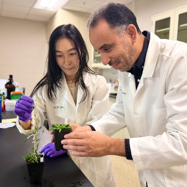 Drs. Cho and Rouached examine Arabidopsis plants of comparable age but different developmental stages.