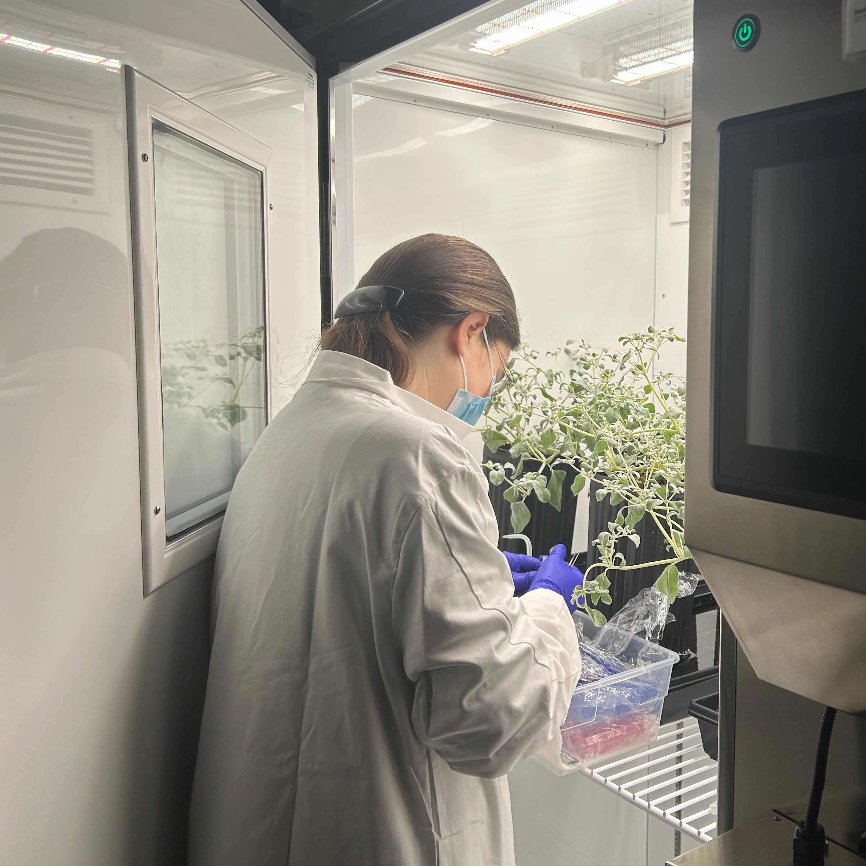 Karine Prado wears a lab coat, gloves, and mask while examining T. oblongifolia plants inside a plant growth chamber.