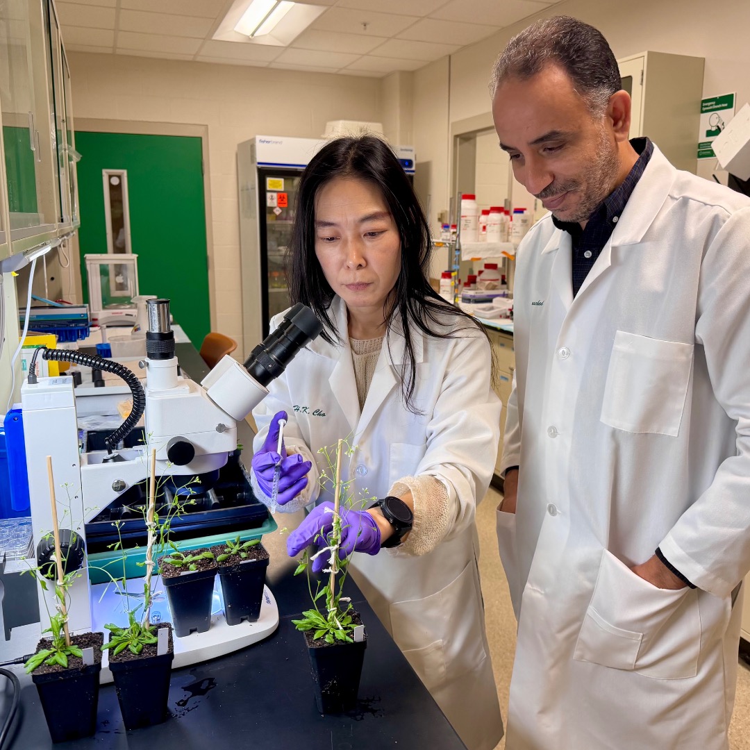 Drs. Cho and Rouached examine Arabidopsis plants on different developmental stages in a lab