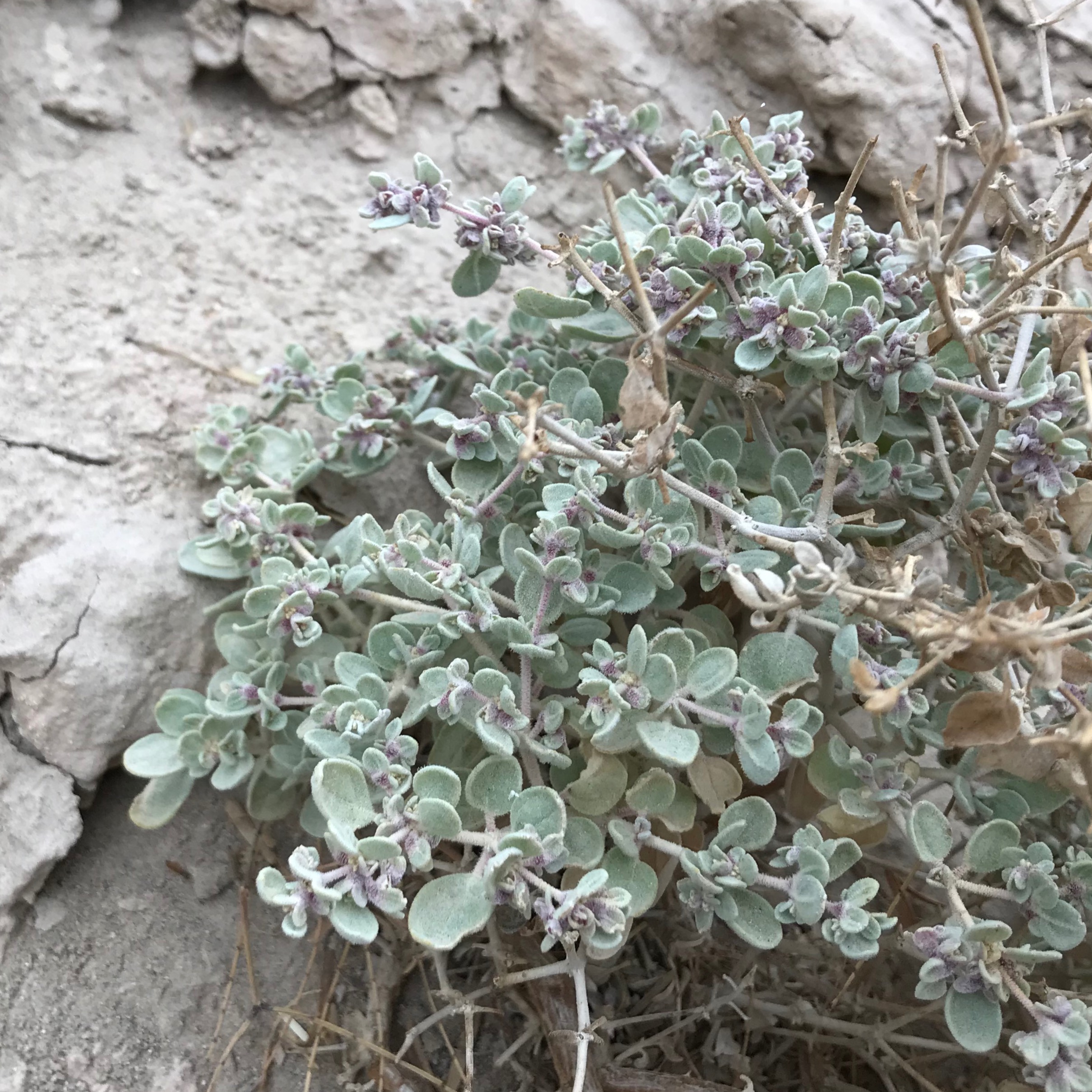 Tidestromia oblongifolia growing in cracked soil