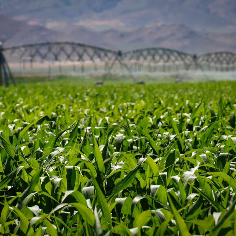 Corn growing at a farm in Beaver County, Utah, with a sprinkler system and mountains in the backdrop