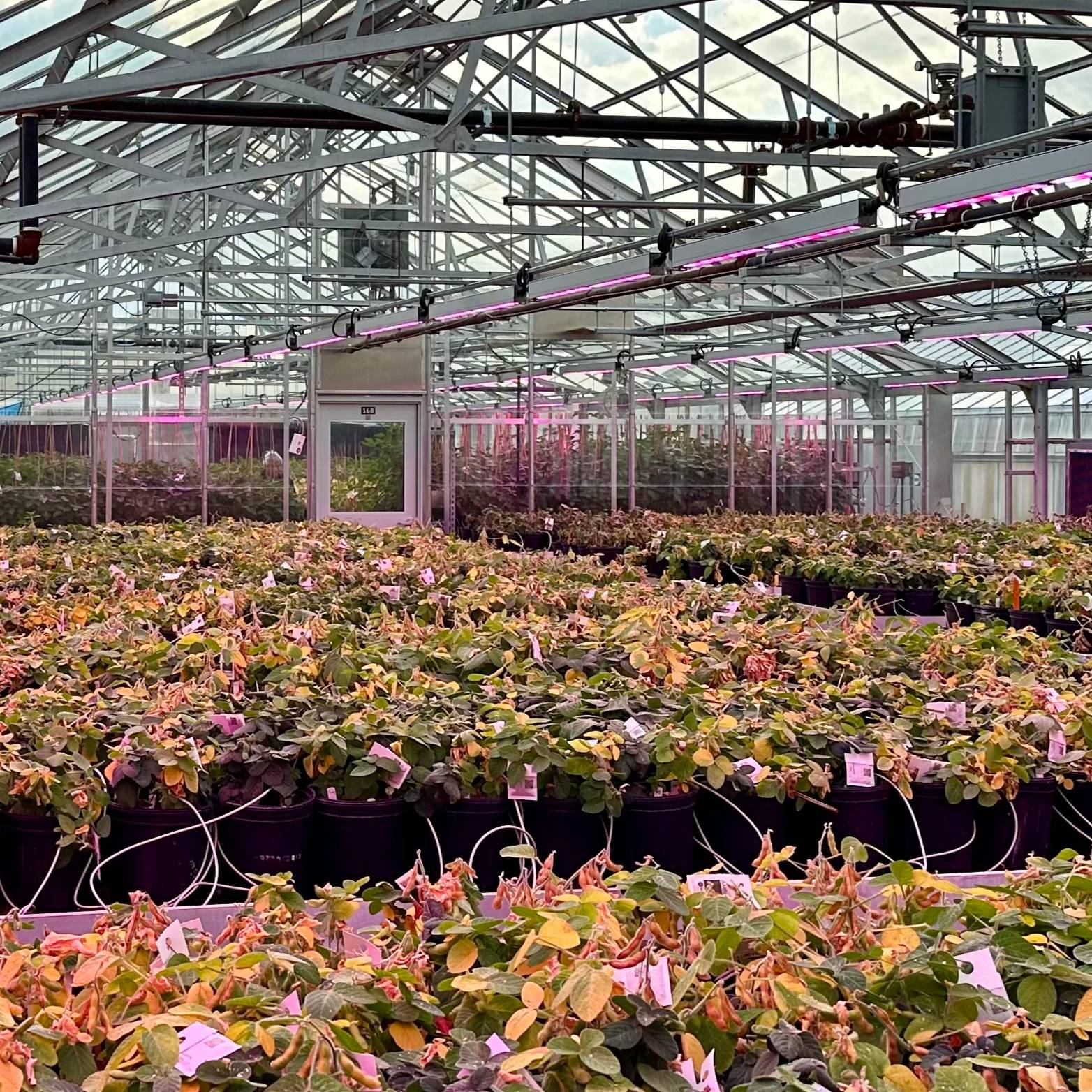 A renovated greenhouse with new LED lighting, taller ceilings and enhanced environmental controls.