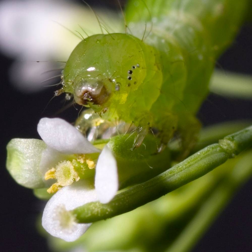 A close-up image of a green caterpillar on top of a small white flower