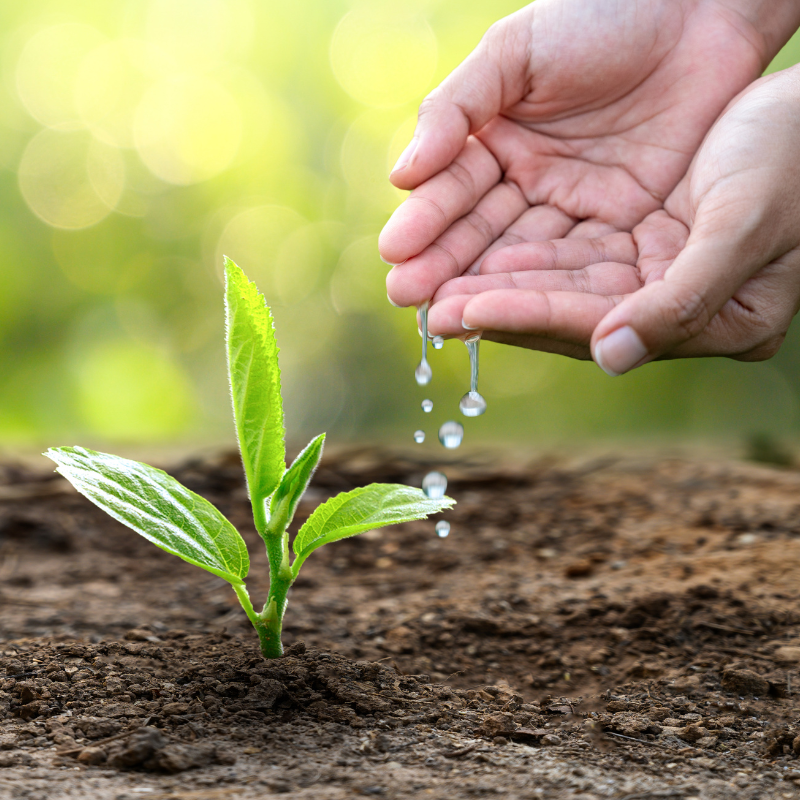 Cupped hands dripping water onto a green plant seedling growing in soil against a green background