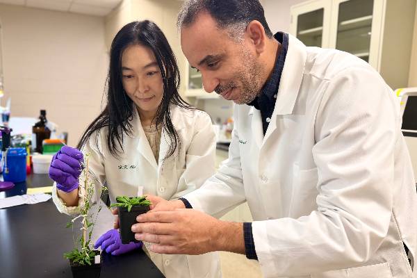 Two scientists in lab coats examine two Arabidopsis plants together in a laboratory. One is wearing purple gloves while holding a metal pointer towards the taller plant while the other person holds the smaller plant out towards them.