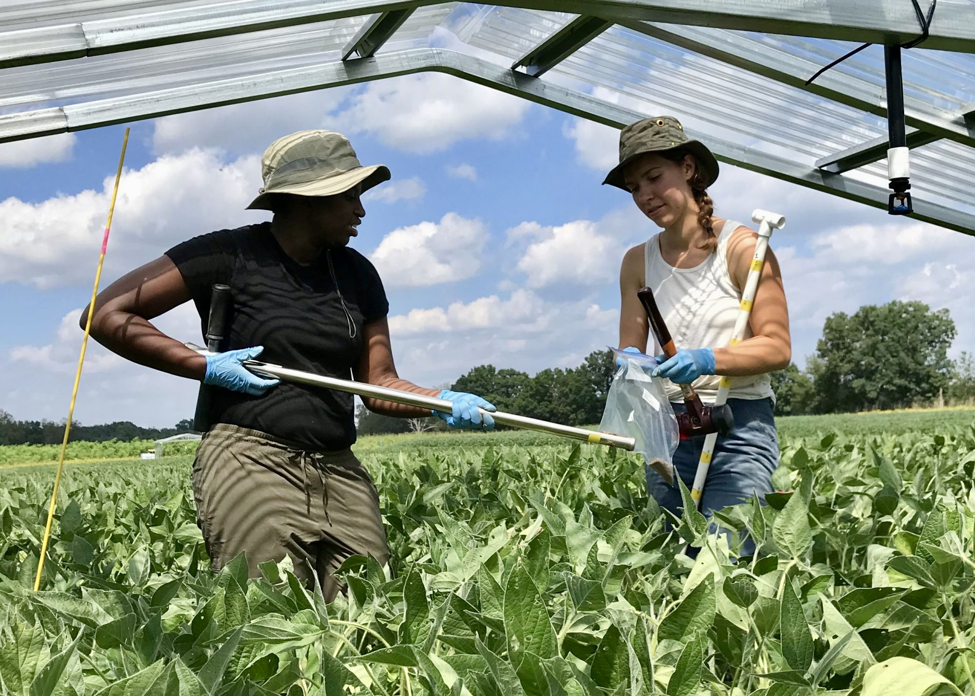 Christine Sprunger and Meredith Mann collecting soil samples under the rainout shelters at the KBS LTER site