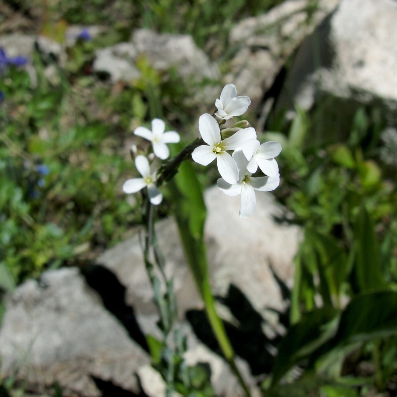 Drummond's rockcress (Boechera stricta) in flower in a meadow in the Colorado Rocky Mountains.