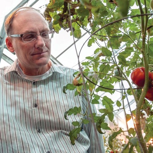 Gregg Howe examines a tomato plant