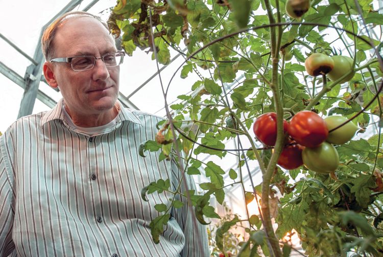 Gregg Howe examines a tomato plant