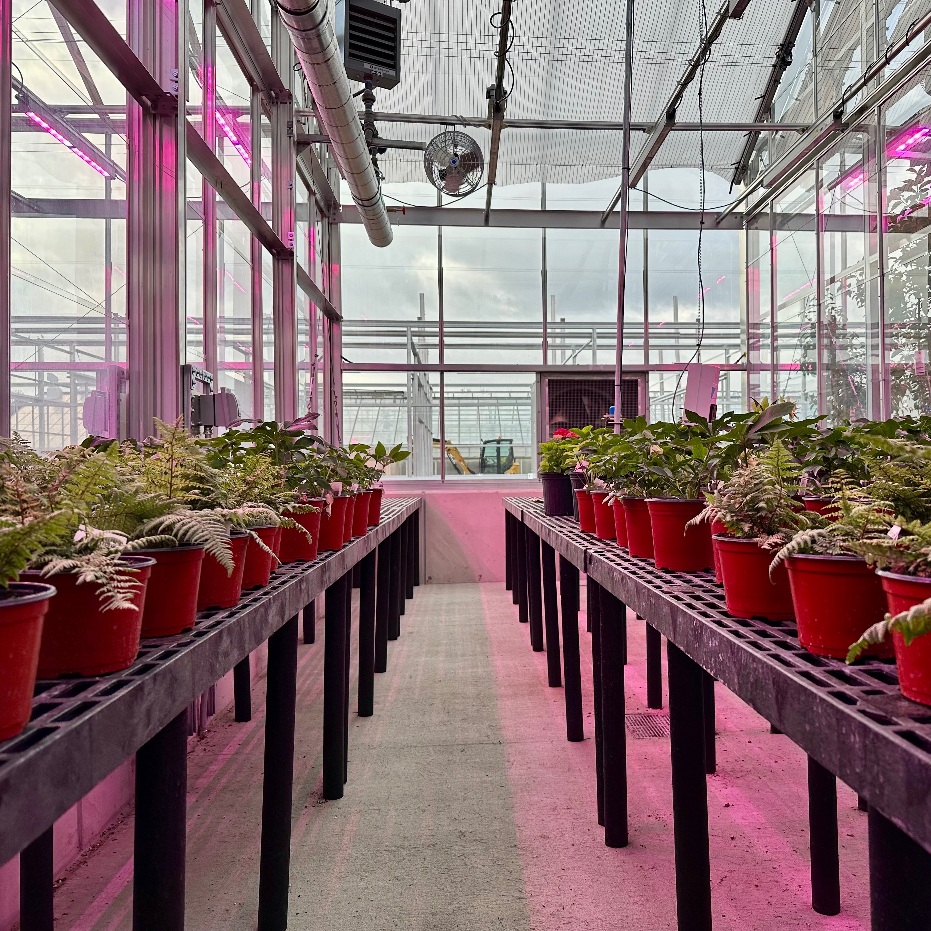 The inside of a new greenhouse at the MSU Plant Science Research Greenhouse Facility. A newly installed energy curtain can be seen above.