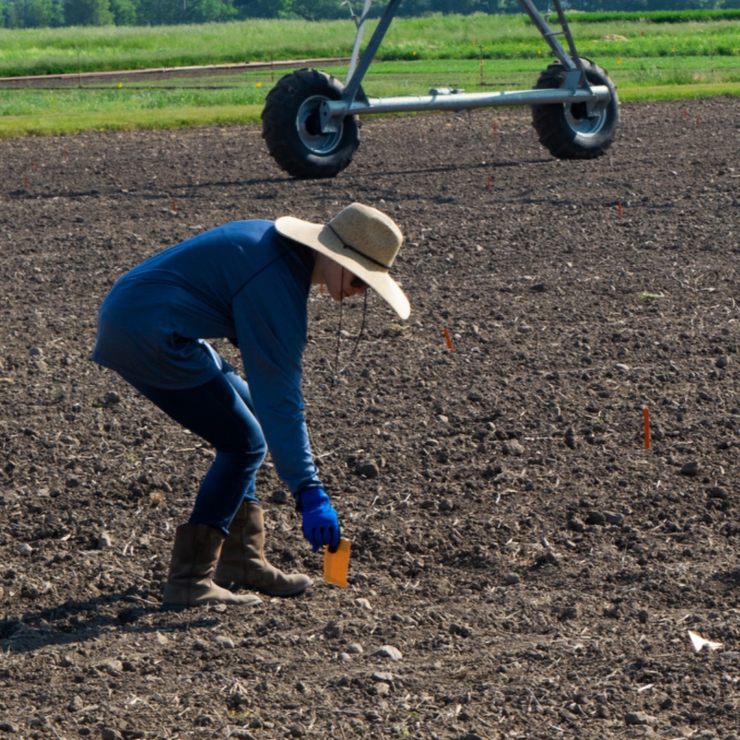 Researcher working with soil in an agricultural field
